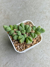 Load image into Gallery viewer, Gibbaeum Petrense SB648
