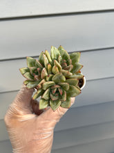 Load image into Gallery viewer, Echeveria Champagne
