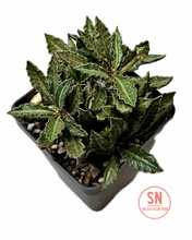 Load image into Gallery viewer, Euphorbia Tulearensis
