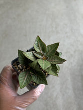 Load image into Gallery viewer, Euphorbia Francoisii Hybrid
