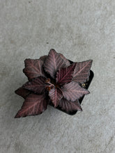 Load image into Gallery viewer, Euphorbia Francoisii Hybrid
