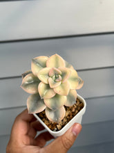 Load image into Gallery viewer, Graptopetalum Purple Delight Variegated (Gold)
