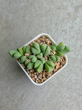 Load image into Gallery viewer, Gibbaeum Petrense SB648
