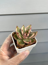 Load image into Gallery viewer, Echeveria Agavoides “Elk Soul”
