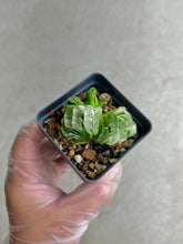 Load image into Gallery viewer, Haworthia Truncata Variegated
