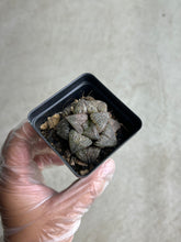 Load image into Gallery viewer, Haworthia Pygmea Hybrid Spp. Blue Crab
