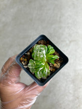 Load image into Gallery viewer, Haworthia Truncata Variegated
