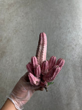 Load image into Gallery viewer, Euphorbia Abdelkuri Balfour Fil “Variegata” Grafted
