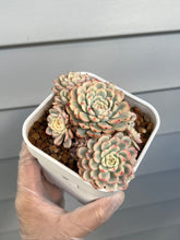Load image into Gallery viewer, Echeveria Minima Variegated
