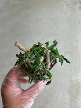 Load image into Gallery viewer, Euphorbia Decaryii
