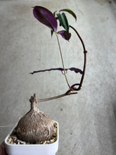Load image into Gallery viewer, Petopenia Natalensis

