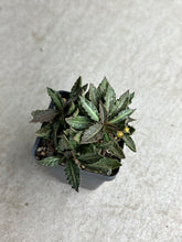 Load image into Gallery viewer, Euphorbia Tulearensis
