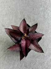 Load image into Gallery viewer, Euphorbia Francoisii Hybrid
