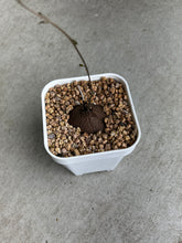 Load image into Gallery viewer, Dioscorea Sylvatica (#4)
