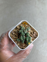 Load image into Gallery viewer, Conophytum Luiseae Small #2
