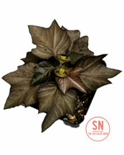 Load image into Gallery viewer, Euphorbia Francoisii Hybrid “IVY Leaf”
