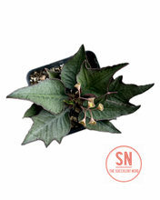 Load image into Gallery viewer, Euphorbia Francoisii Hybrid “IVY Leaf”
