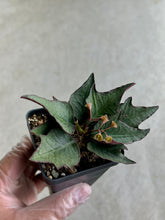 Load image into Gallery viewer, Euphorbia Francoisii Hybrid “IVY Leaf”
