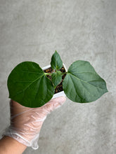 Load image into Gallery viewer, Matelea Cyclophylla
