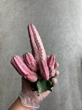 Load image into Gallery viewer, Euphorbia Abdelkuri Balfour Fil “Variegata” Grafted
