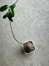 Load image into Gallery viewer, Petopenia Natalensis (#2)

