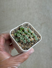 Load image into Gallery viewer, Conophytum Obcordellum

