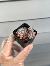 Load image into Gallery viewer, Pachyphytum Baby Fingers
