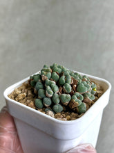 Load image into Gallery viewer, Conophytum Luiseae
