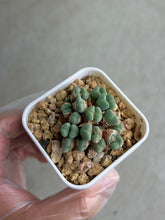 Load image into Gallery viewer, Conophytum Luiseae Small #1
