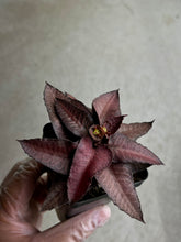 Load image into Gallery viewer, Euphorbia Francoisii Hybrid
