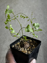 Load image into Gallery viewer, Dioscorea Sylvatica (#2)

