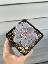 Load image into Gallery viewer, Echeveria Missing You
