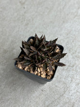 Load image into Gallery viewer, Euphorbia Tulearensis Hybrid
