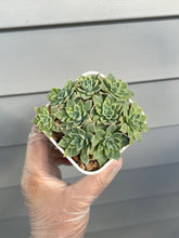 Load image into Gallery viewer, Echeveria Pansy
