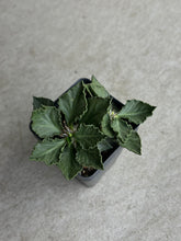 Load image into Gallery viewer, Euphorbia Francoisii Hybrid
