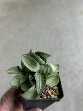 Load image into Gallery viewer, Euphorbia Francoisii Hybrid "Pastel Green"
