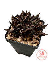 Load image into Gallery viewer, Euphorbia Tulearensis Hybrid
