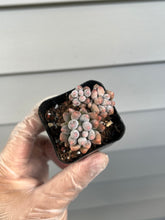 Load image into Gallery viewer, Pachyphytum Baby Fingers
