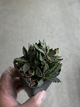 Load image into Gallery viewer, Euphorbia Tulearensis
