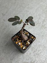 Load image into Gallery viewer, Phyllanthus Mirabilis
