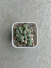 Load image into Gallery viewer, Conophytum Obcordellum
