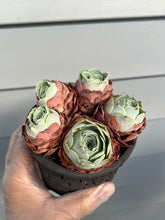 Load image into Gallery viewer, Greenovia Pandora
