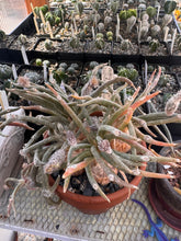 Load image into Gallery viewer, Astrophytum caput-medusae
