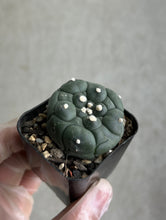 Load image into Gallery viewer, Astrophytum Asterias Kikko
