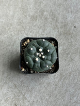 Load image into Gallery viewer, Astrophytum Asterias Kikko
