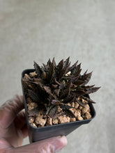 Load image into Gallery viewer, Euphorbia Tulearensis Hybrid
