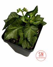 Load image into Gallery viewer, Euphorbia Francoisii Hybrid “IVY Leaf Green”
