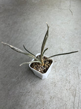 Load image into Gallery viewer, Astrophytum caput-medusae
