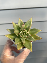 Load image into Gallery viewer, Echeveria Agavoides Maria Variegated
