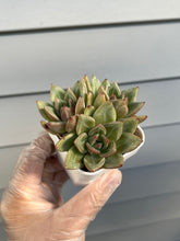Load image into Gallery viewer, Echeveria Champagne
